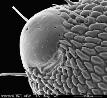 Media type: image;   Invertebrate Zoology 133769